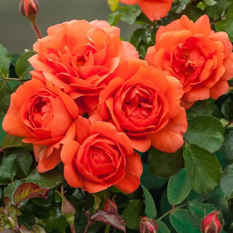 Above All Climbing Rose - Vigorous Flowering Climbing Plant for Garden Structures