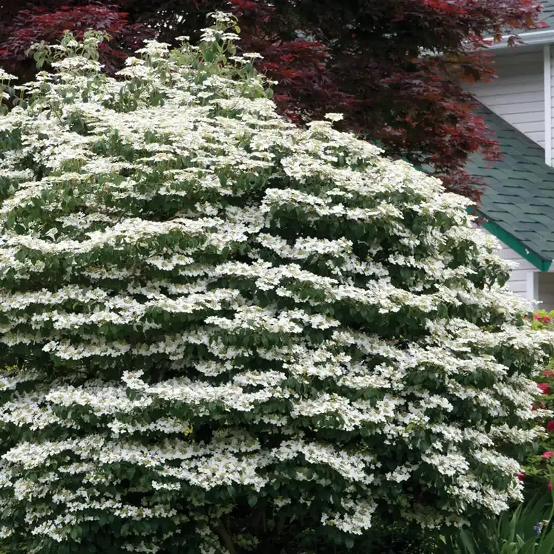 Mariesii Viburnum Hedge - Deciduous Flowering Privacy Shrub