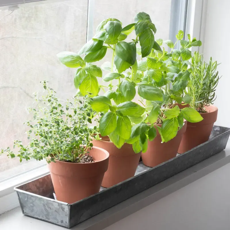 Windowsill Plant Trays with Herb Seeds - Indoor Gardening Starter Set 1