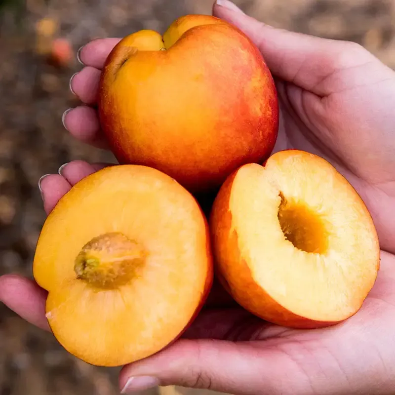 Fresh Sweet Nectarine - Seasonal Stone Fruit