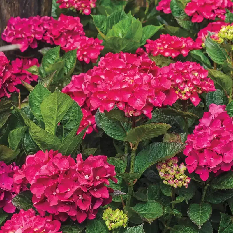 Glowing Embers Hydrangea Flowering Shrub 1