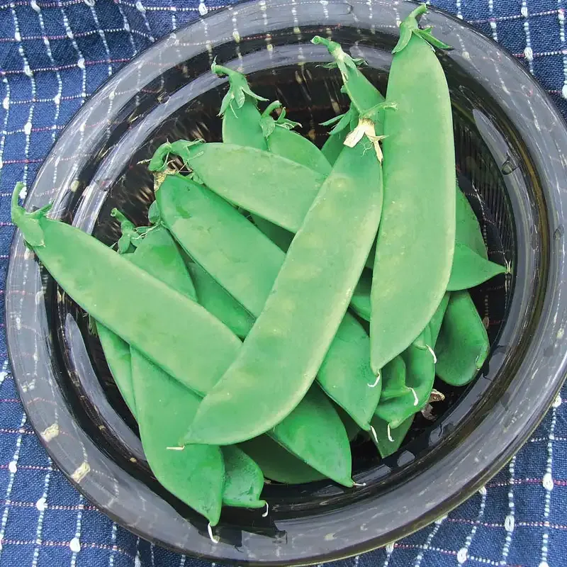 Avalanche Snow Pea Seeds - Productive Edible Pod Vegetable Variety