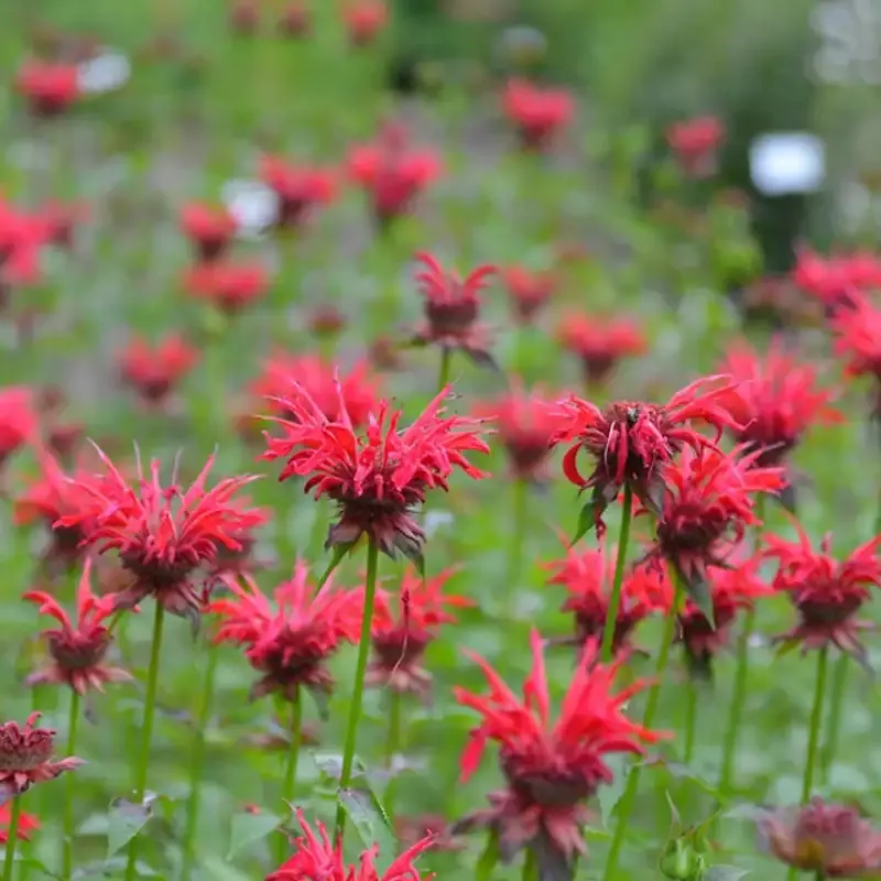 Gardenview Scarlet Bee Balm Monarda Didyma Perennial Flowering Plant 2