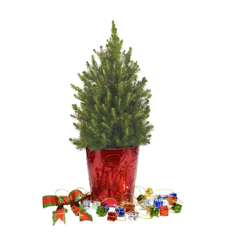 Colorful Potted Spruce Tree for Indoor Tabletop Decoration 1