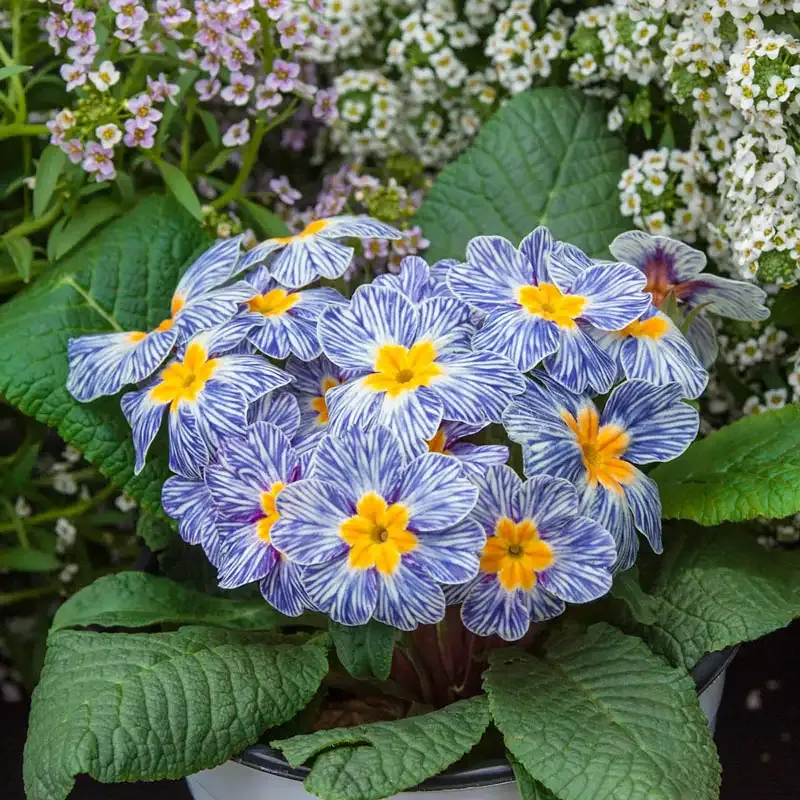 Blue Zebra Primrose Perennial Flowering Plant