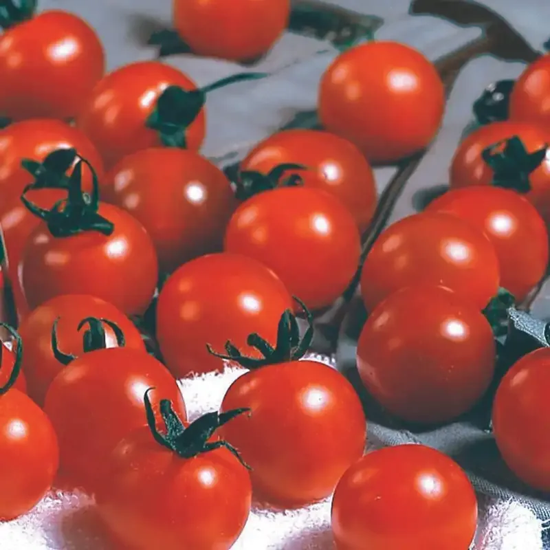 Sweet Million Hybrid Tomato Seeds - Indeterminate High-Yield Variety
