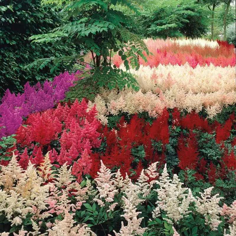 Astilbe Plant Mix - Perennial Shade-Loving Flowering Garden Plants 3