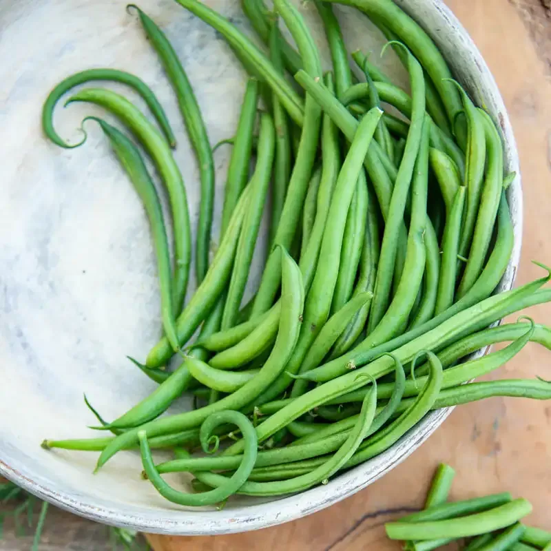 Grenada Bush Bean Seeds for Home Vegetable Gardening