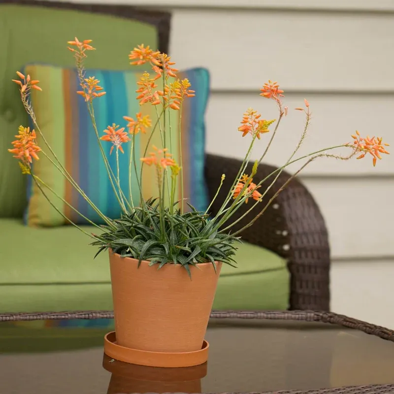 Firebird Aloe Hybrid Potted Succulent