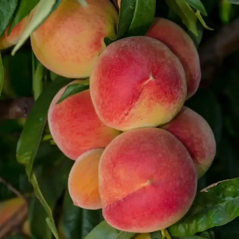 Feicheng Tao White Peach Tree - Live Fruit Bearing Plant