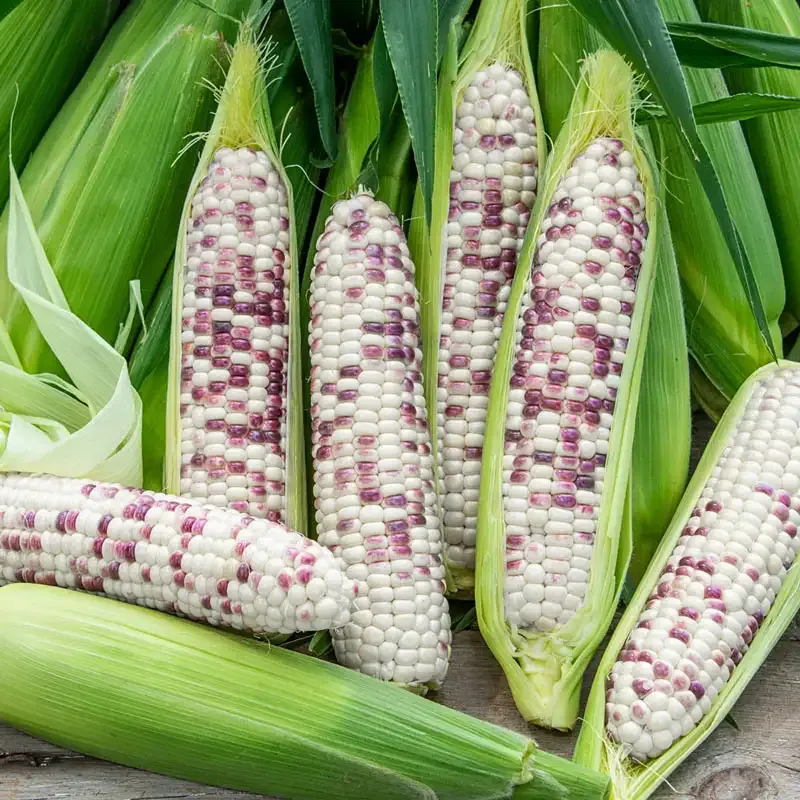 Wild Violet Hybrid Sweet Corn Seeds for Home Gardening