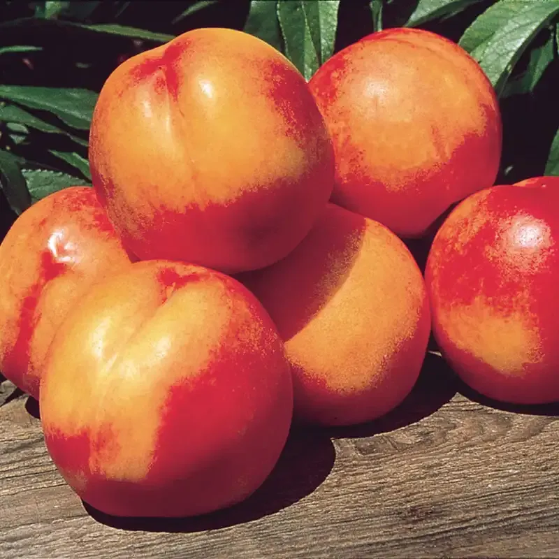 Karla Rose Nectarine Tree - Deciduous Fruit-Bearing Tree