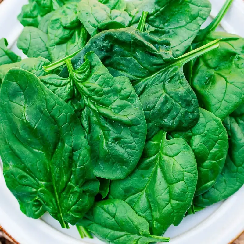 Acadia Hybrid Spinach Seeds - Disease Resistant Vegetable Variety