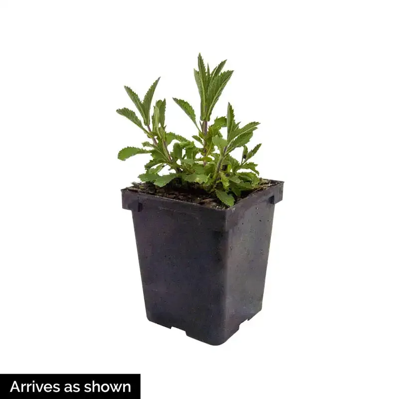 Homestead Purple Creeping Verbena Perennial Ground Cover Plant 1