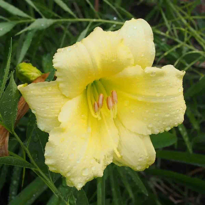 Fragrant Returns Daylily Perennial Flowering Plant