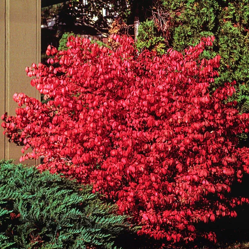 Dwarf Burning Bush Hedge (Euonymus alatus 'Compactus') 3