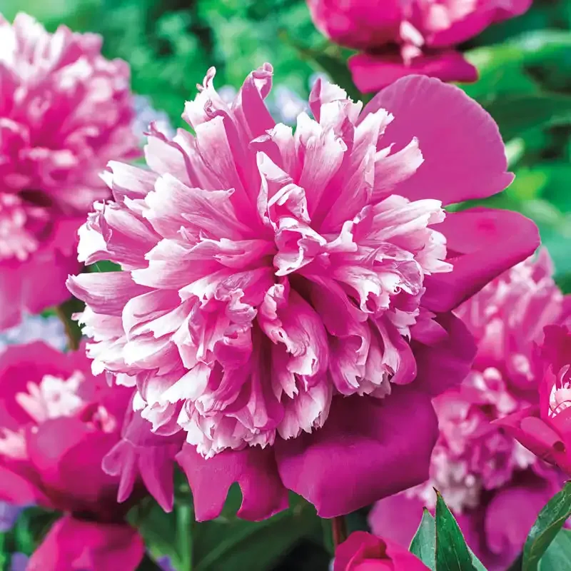 Artificial Peony Decorative Flower for Home and Event Arrangements 1