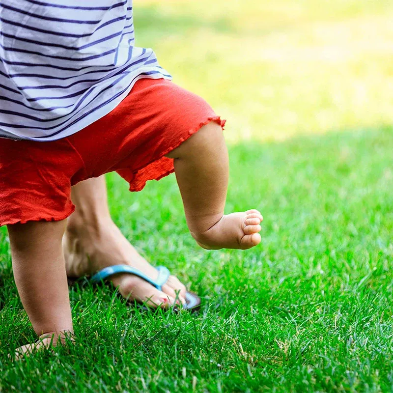 Versatile Turf Grass Seed Mixture for Residential Lawn Maintenance