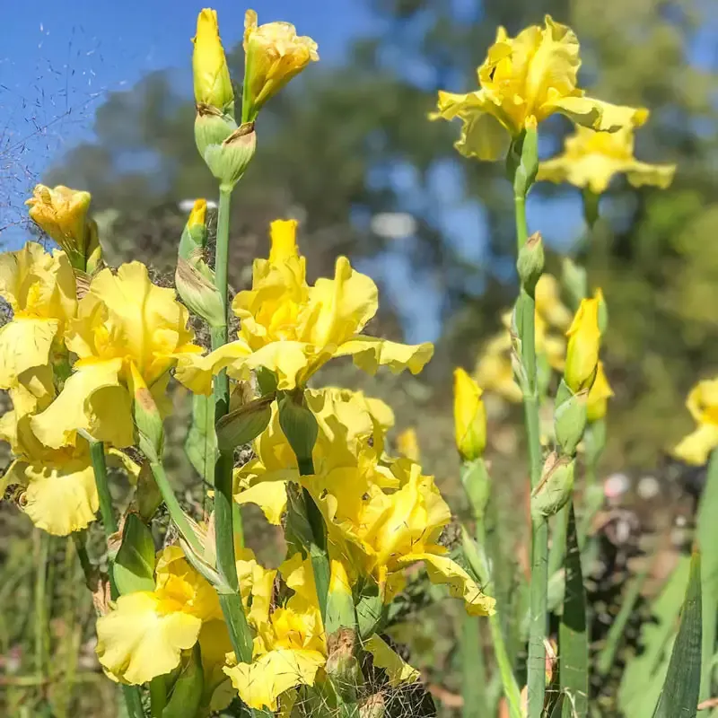 Harvest of Memories Reblooming Bearded Iris Perennial Rhizomes 1