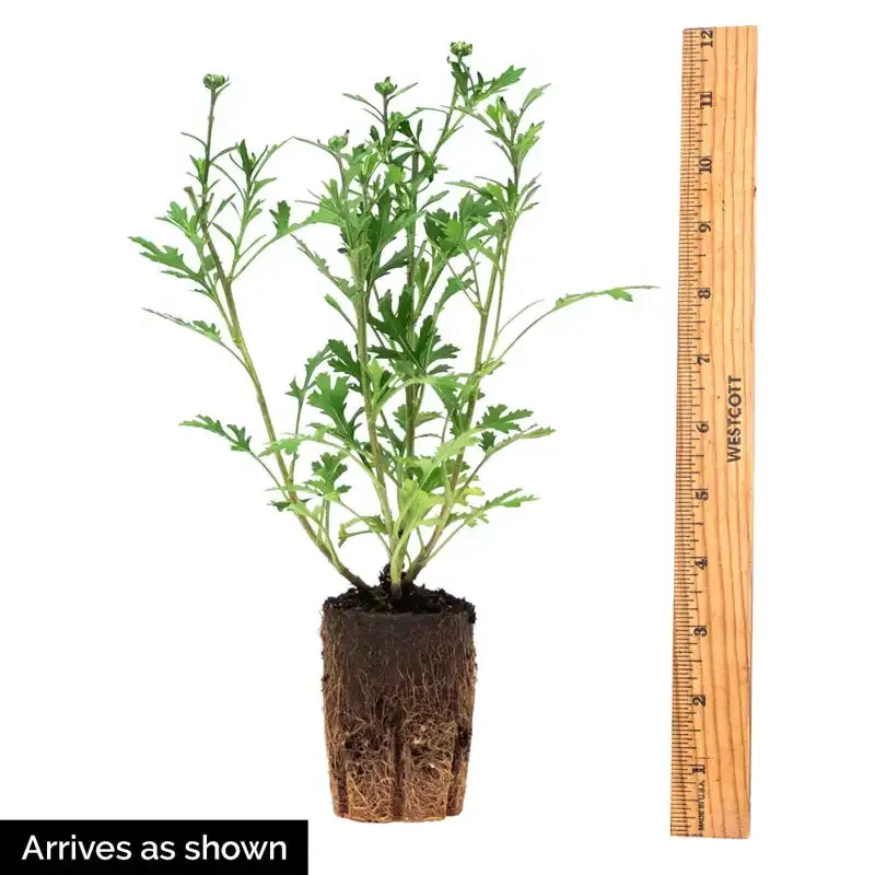 Coral Daisy Mammoth Mum Artificial Floral Stem for Home Decor 3