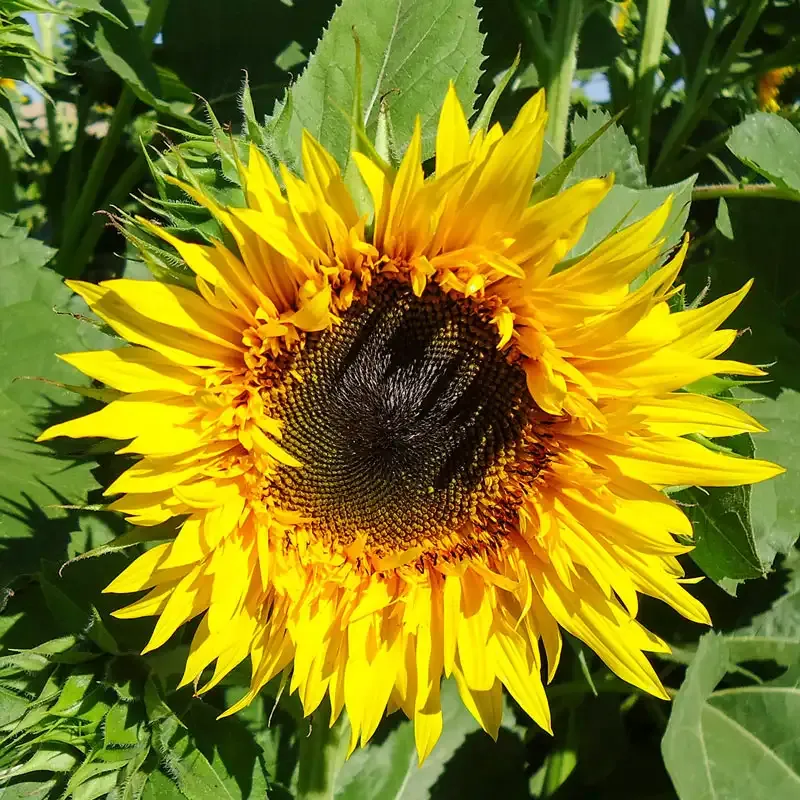 Starburst Panache Hybrid Sunflower Seeds for Garden Planting