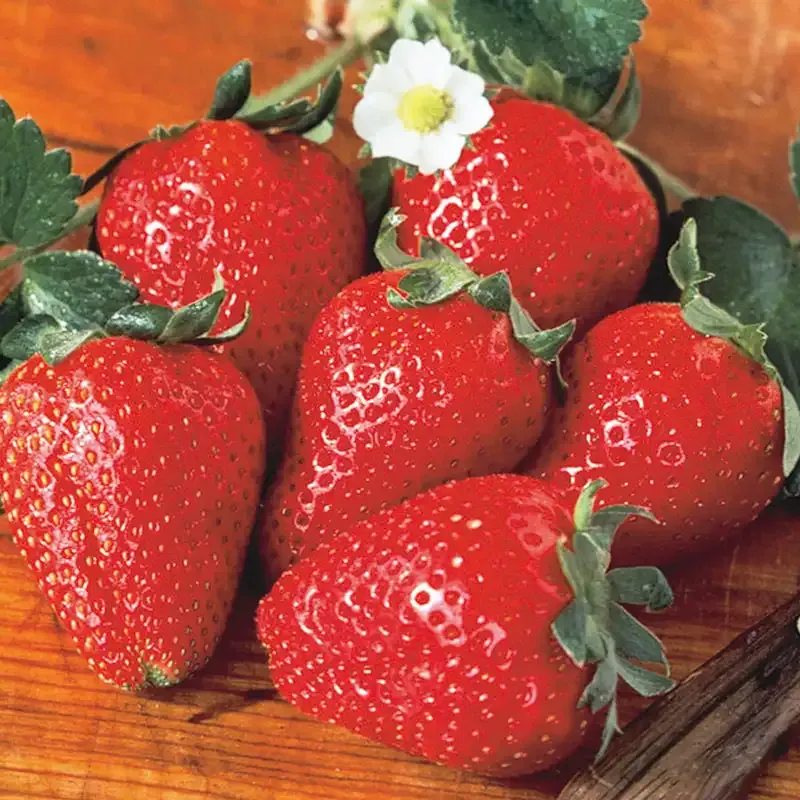 Fort Laramie Everbearing Strawberry Plant - Hardy Perennial Fruit Starter 2