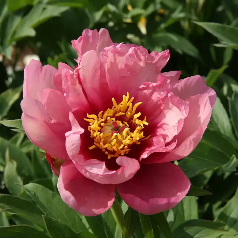 Yankee Doodle Intersectional Itoh Peony Perennial Plant