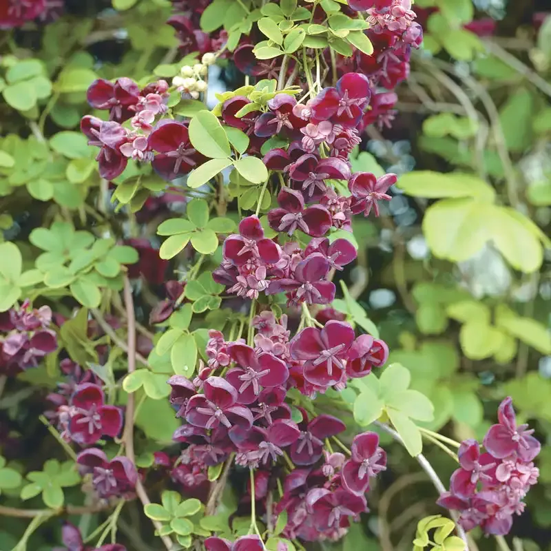 Chocolate Vine (Akebia quinata) Climbing Flowering Perennial Vine