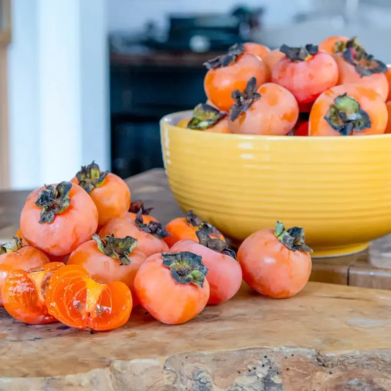 Caramel Cocktail American Persimmon Tree - Cold Hardy Fruit Variety 1