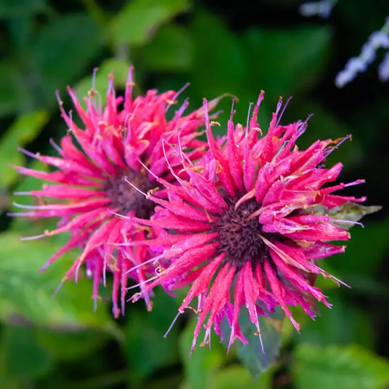 Balmy Purple Dwarf Bee Balm Compact Perennial Monarda