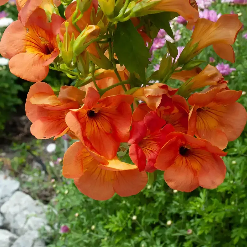 Grandiflora Trumpet Vine - Deciduous Flowering Climbing Plant 1