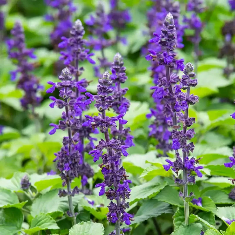 Big Blue Salvia Seeds for Perennial Garden Planting 1