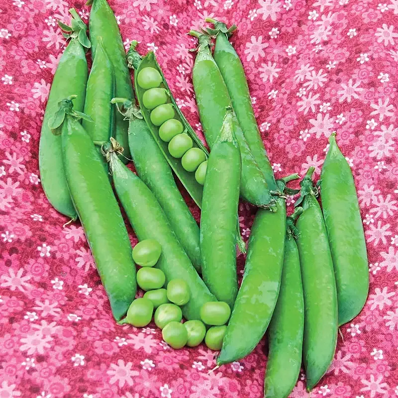 Sweet Pick Pea Seeds for Home Vegetable Gardening