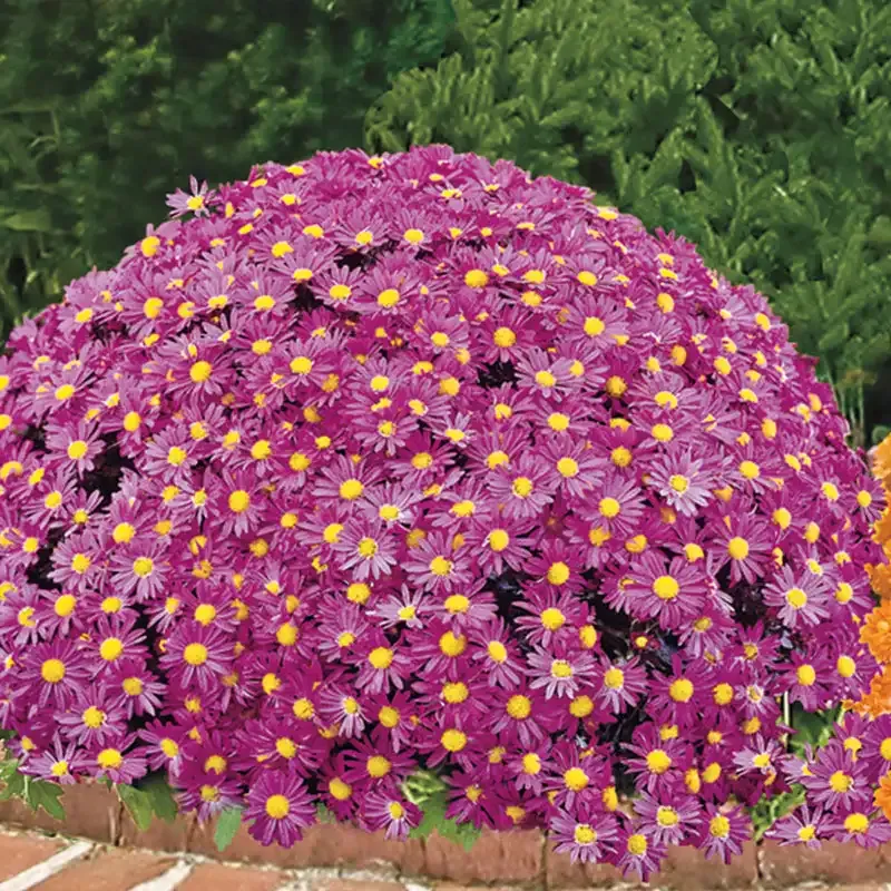 Lavender Daisy Monster Mum Artificial Floral Arrangement