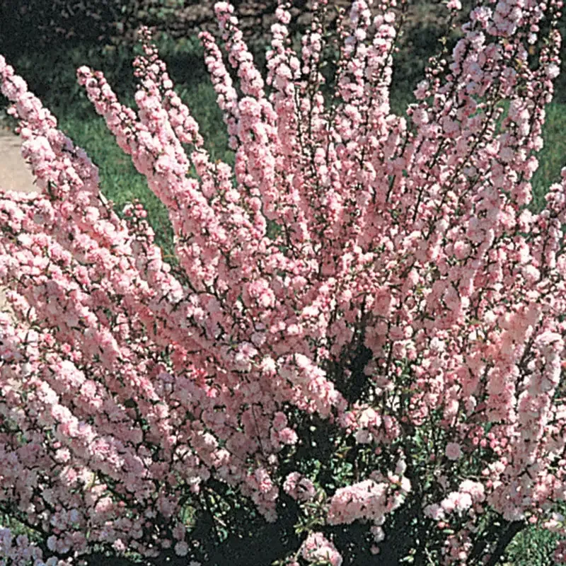 Flowering Almond Hedge Deciduous Shrub for Garden Landscaping 1