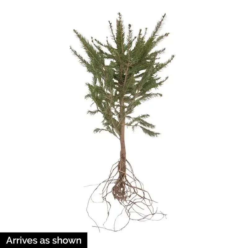 Colorado Blue Spruce Artificial Christmas Tree with Realistic Foliage 1