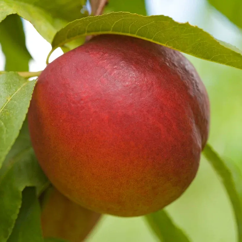 Goldmine White Nectarine Fresh Stone Fruit