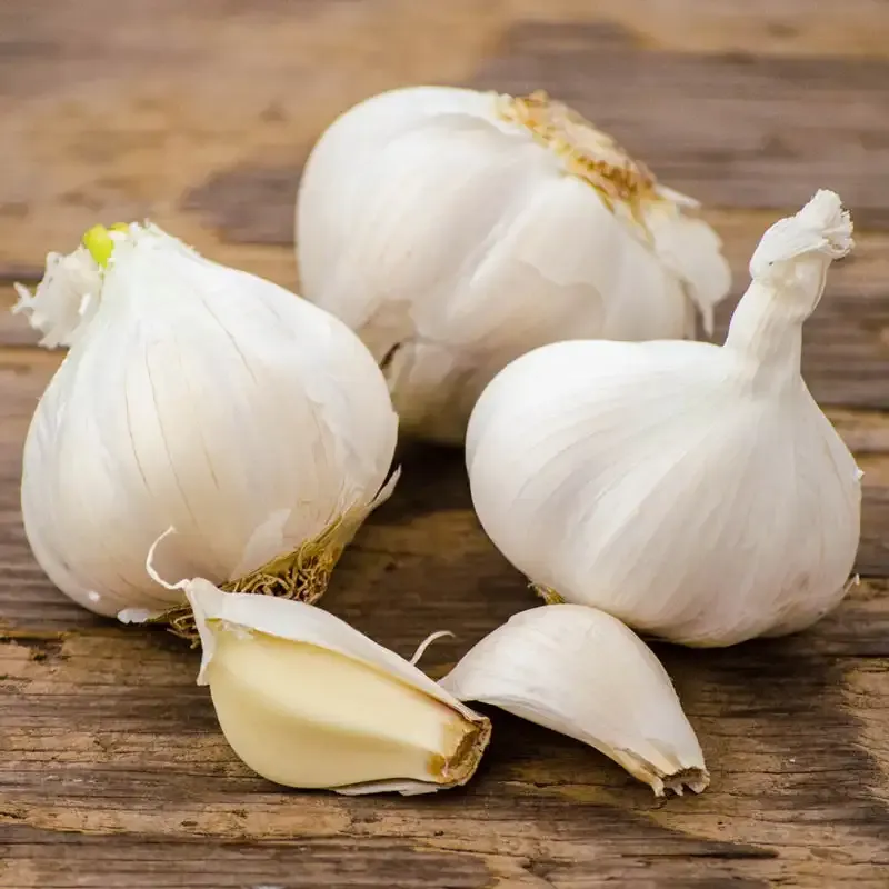 Garlic Lovers Trio - Assorted Garlic Bulb Collection for Home Gardening 2