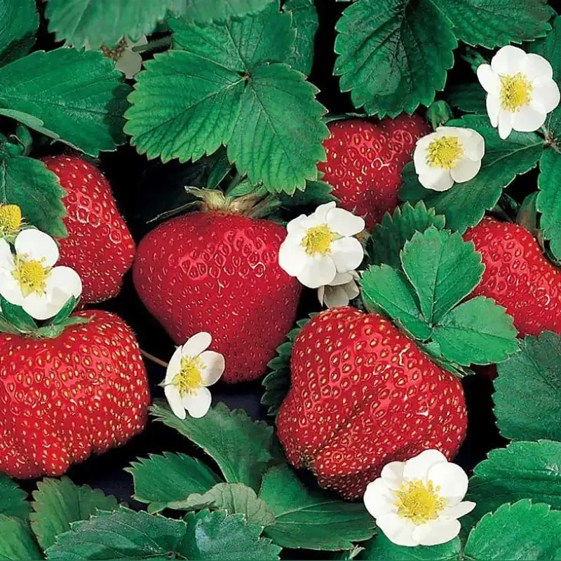 Festival Everbearing Strawberry Plant for Home Gardens
