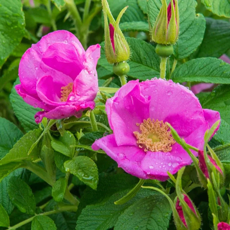 Rosa Rugosa Shrub - Hardy Beach Rose for Garden Landscaping 2