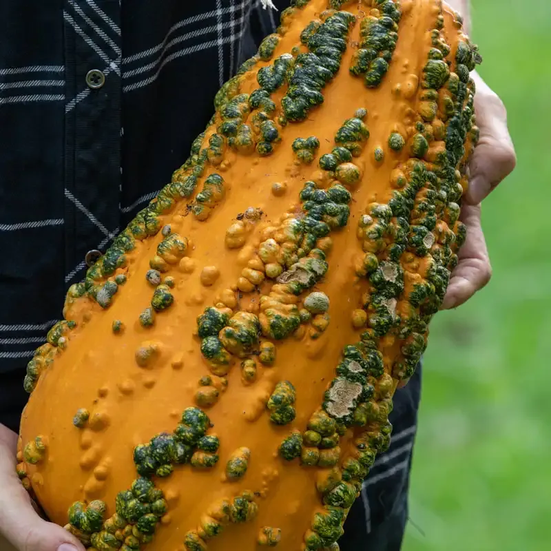 Lunch Lady Gourd Natural Decorative Dried Vegetable 1