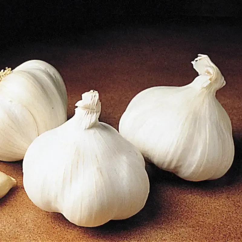 Great Lakes Hardneck Garlic - Fresh Culinary Garlic Bulbs