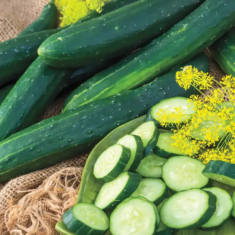 Tasty Green Hybrid Slicing Cucumber Seeds for Home Gardening