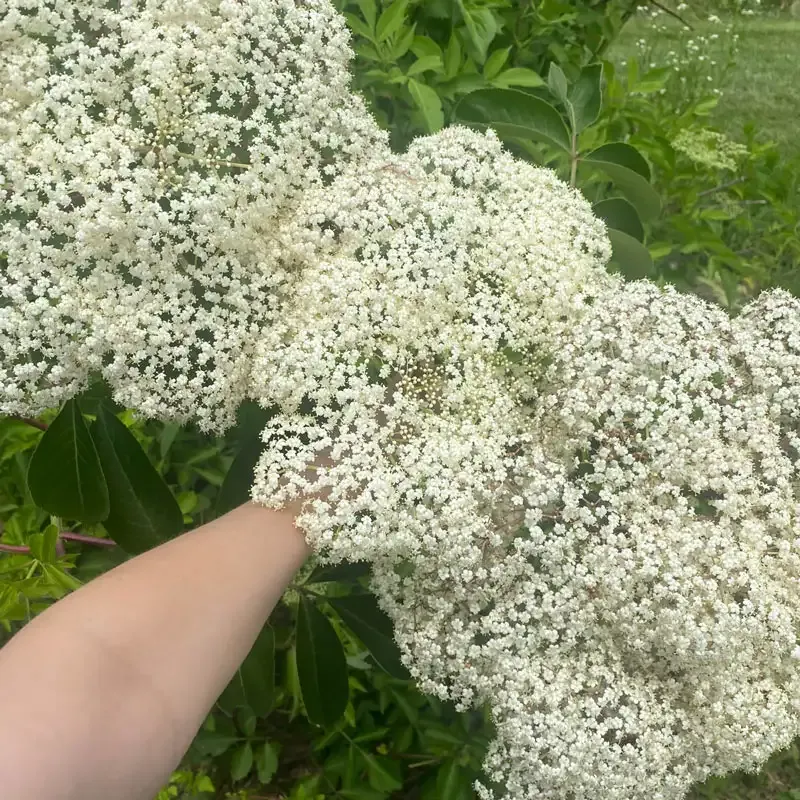 Pocahontas Elderberry Shrub - Sambucus canadensis Variety 1
