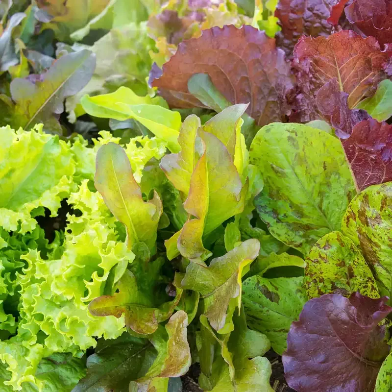 Heirloom Cutting Leaf Lettuce Seed Mixture - Diverse Salad Greens Variety Pack