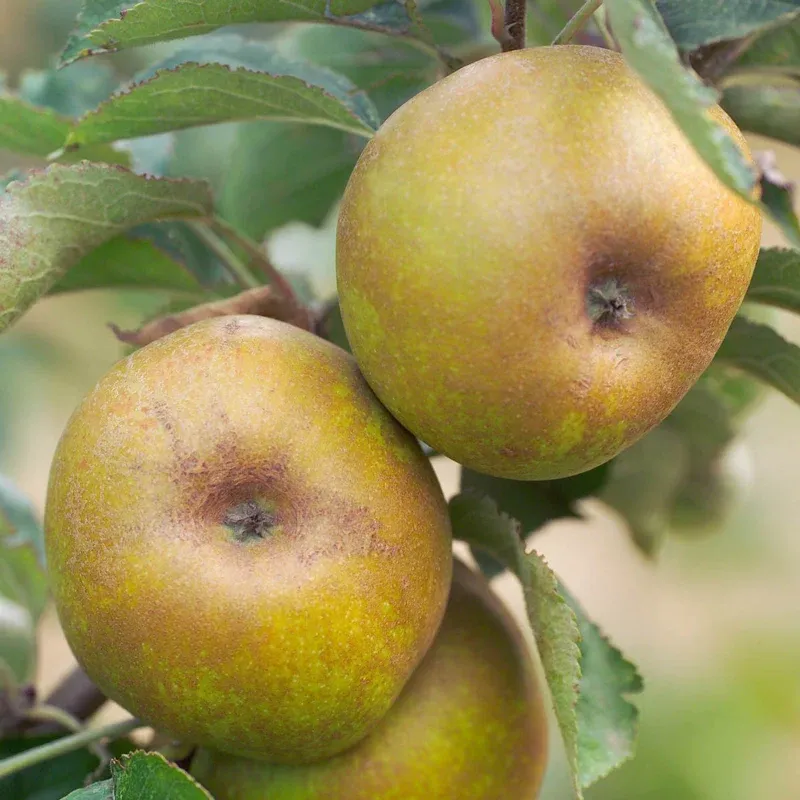 Ashmead’s Kernel Heirloom Apple Variety