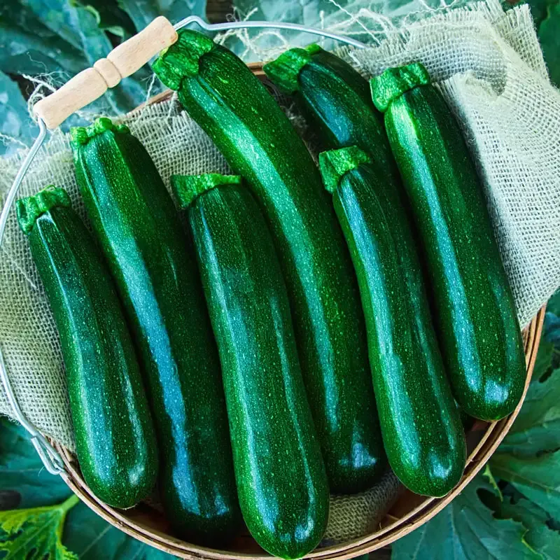 Jackpot Hybrid Zucchini Summer Squash Seeds - High-Yield Garden Vegetable