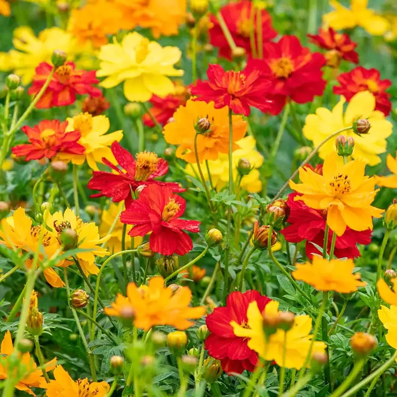 Dwarf Sulphur Cosmos Seeds - Compact Annual Flowering Plant