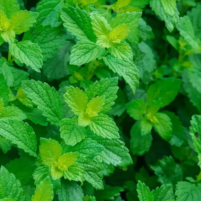 Lemon Balm Herb Plant - Live Perennial Aromatic Herb