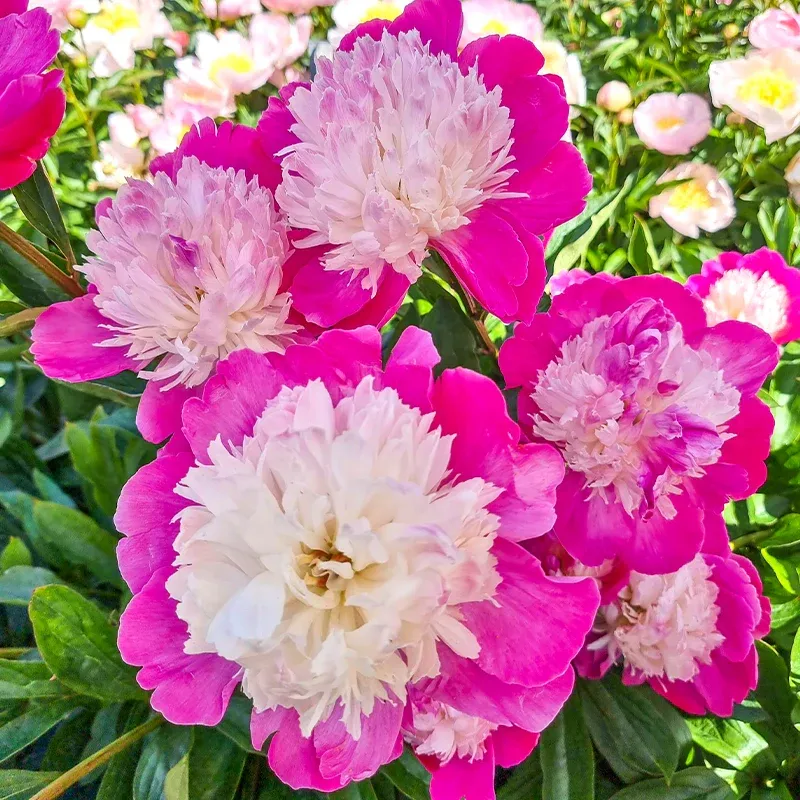 Gay Paree Peony Herbaceous Perennial Garden Plant
